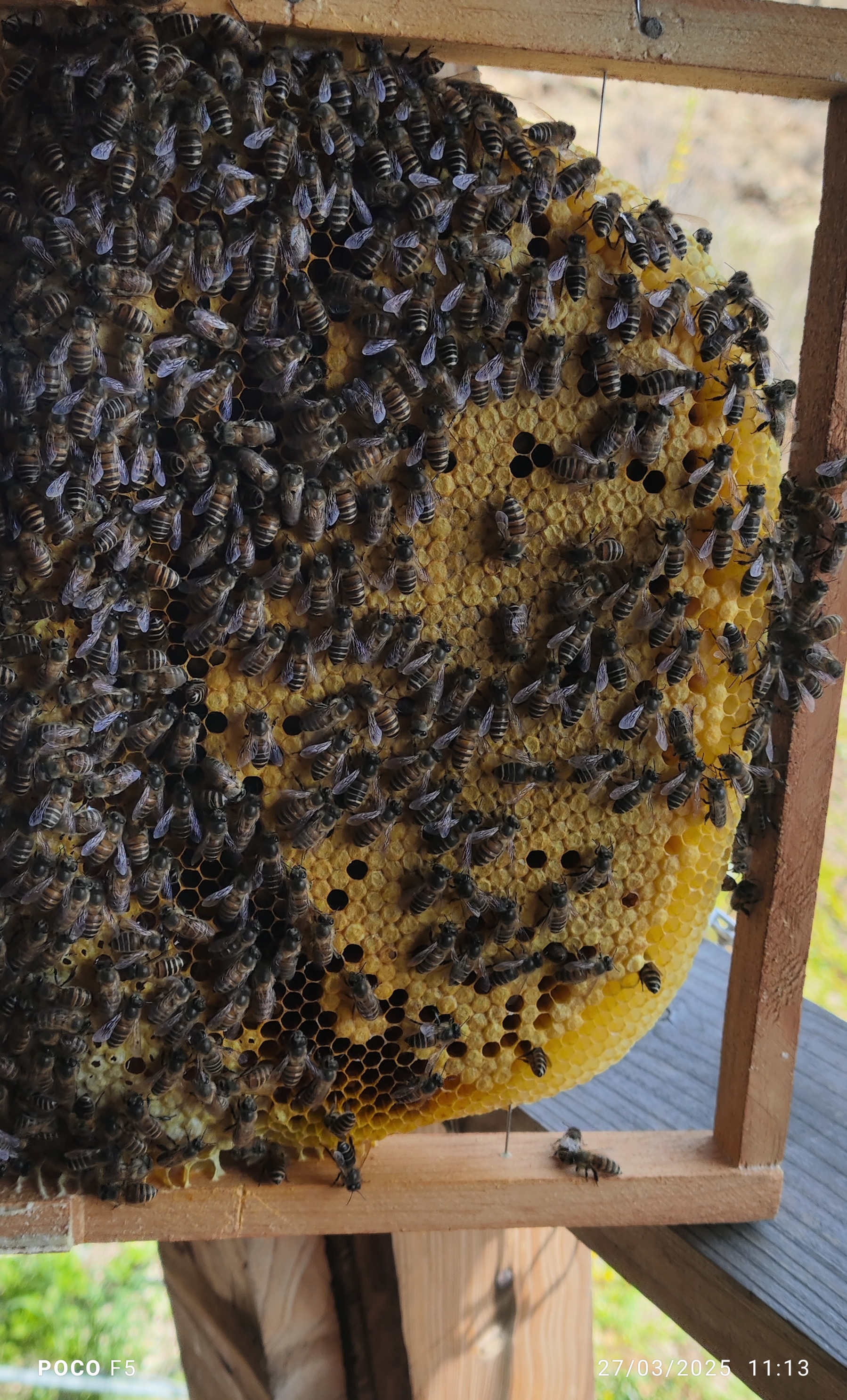 Bee Frame with Honeycomb