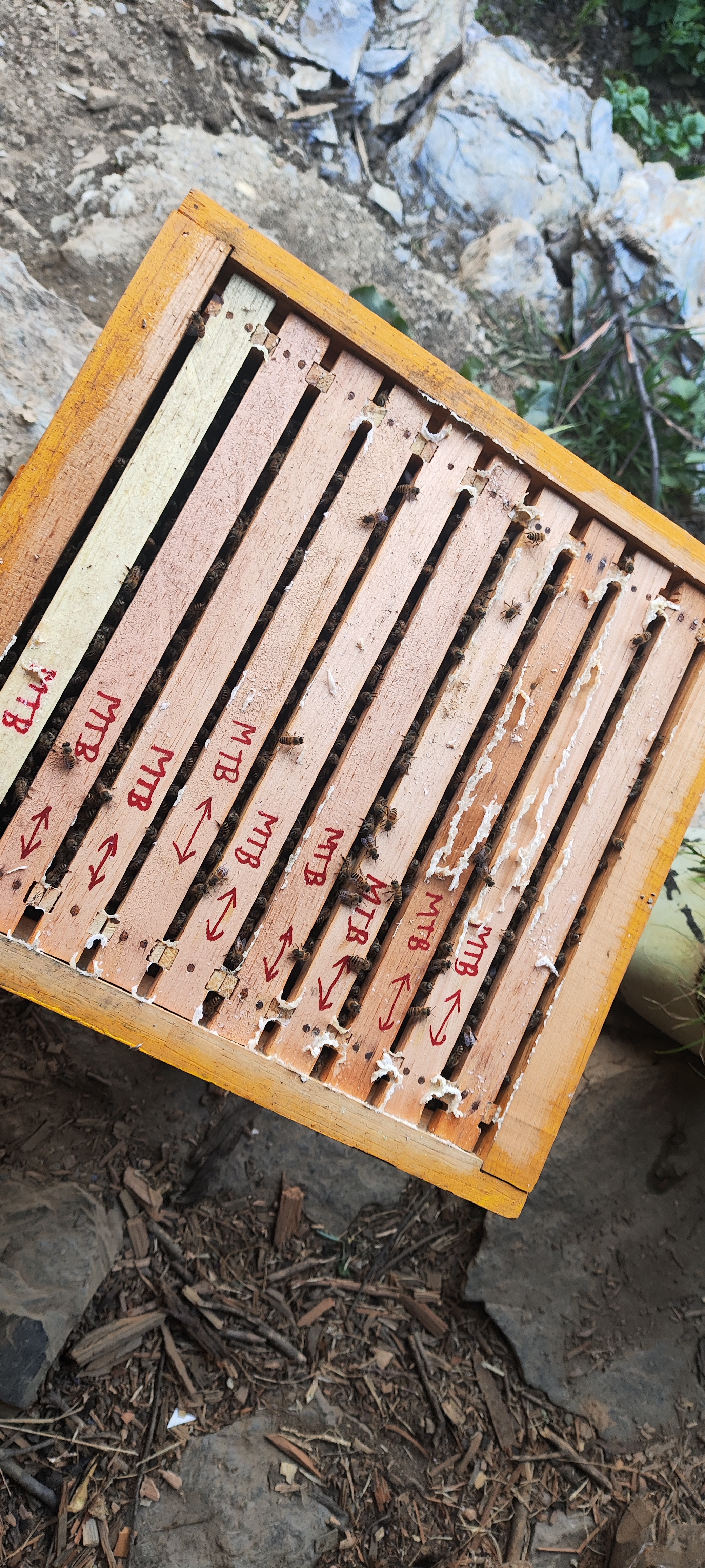 Top View of Bee Hive