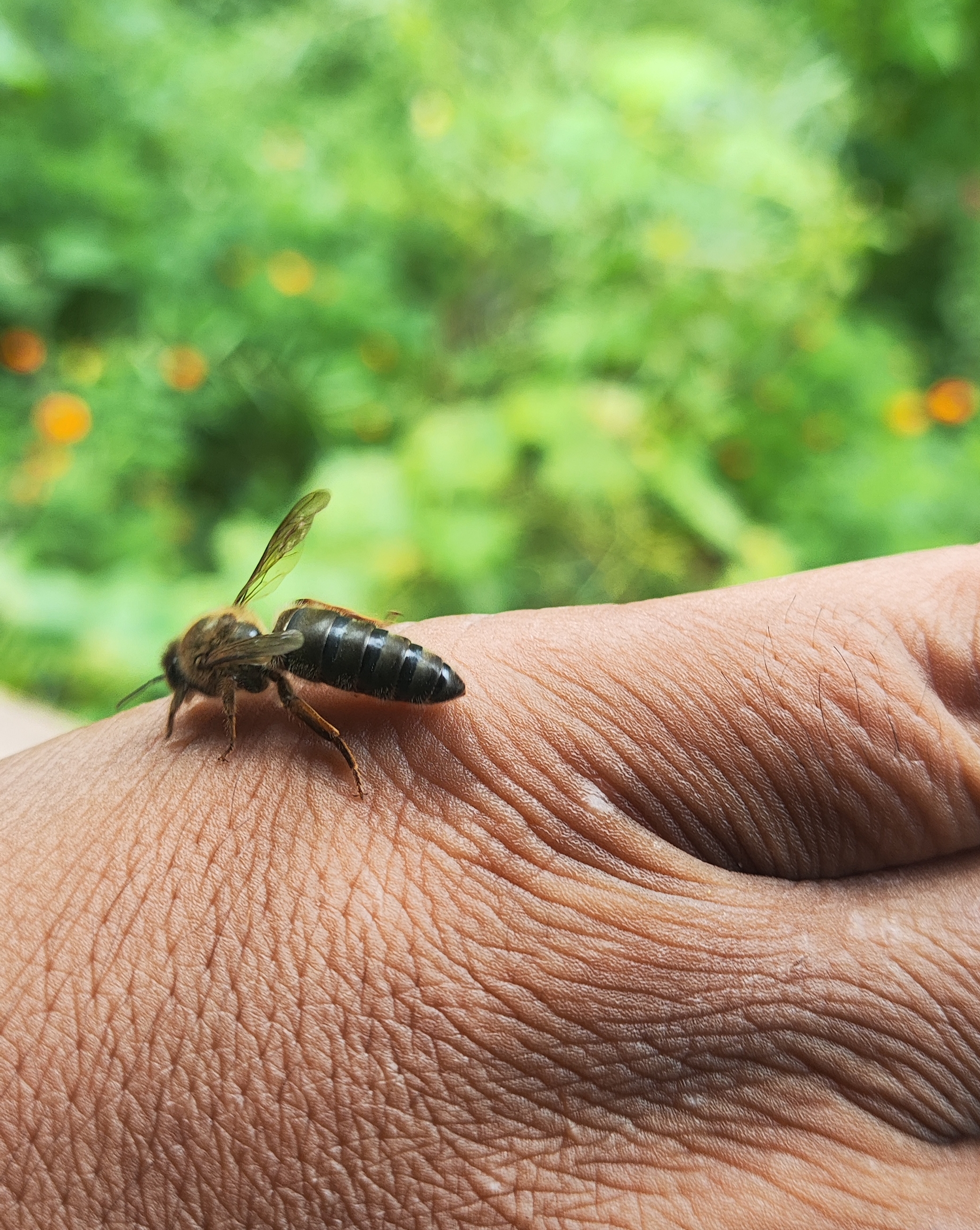 Queen Rearing Cup Close Up