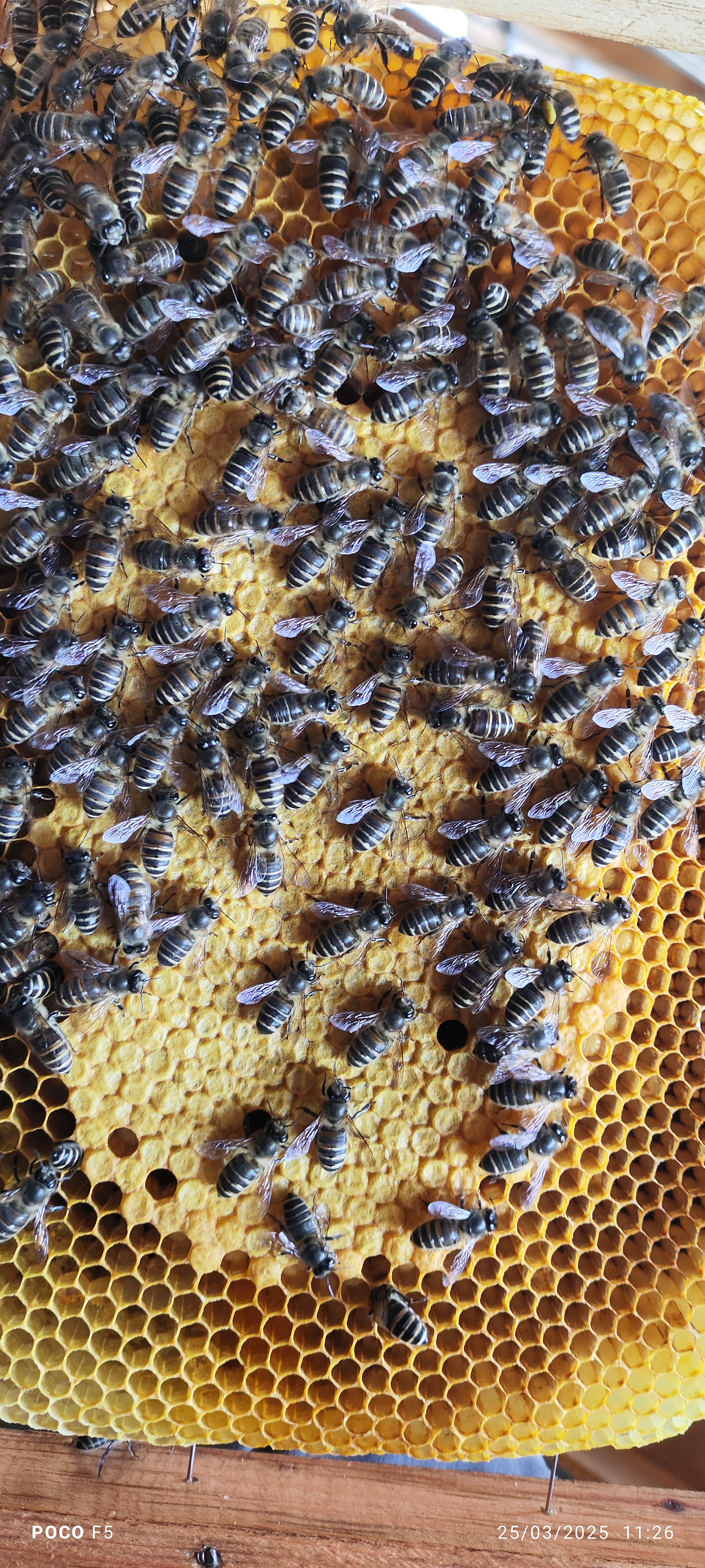 Queen Bee Rearing Process