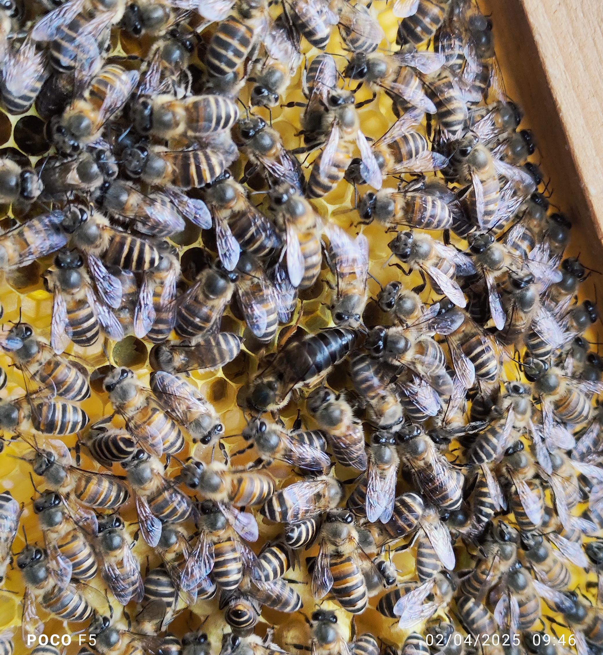 Queen Bee on Honeycomb